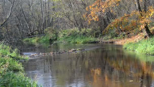 Flusswasser fließt im Herbst — Stockvideo