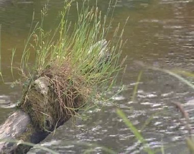 Nehrin akış dalları Rüzgar sırasında hareket ile vurdu..