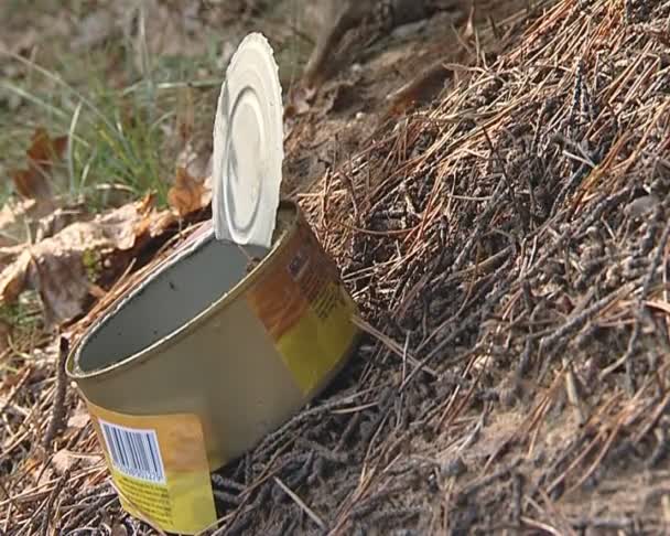 Hormigas que se ejecutan en cajas de conservas emitidas en el bosque . — Vídeos de Stock