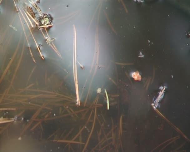 Déchets de construction laissés en forêt. pollution environnementale . — Video