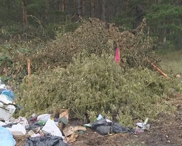 W lesie została ogromna kupa śmieci. zanieczyszczenie środowiska — Wideo stockowe