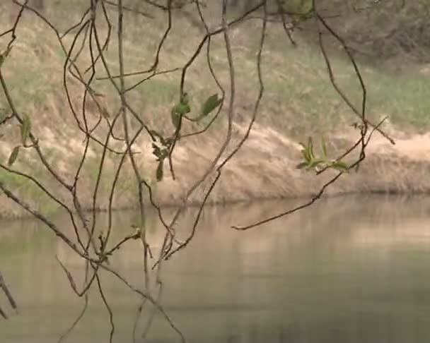 Stroom van de rivier neergeschoten door takken verplaatsen tijdens wind. — Stockvideo