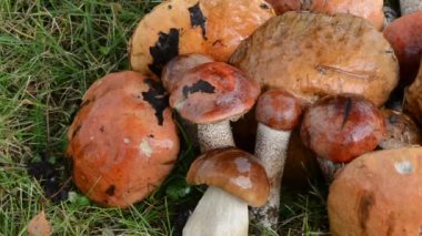 yığın mantar kırmızı kap