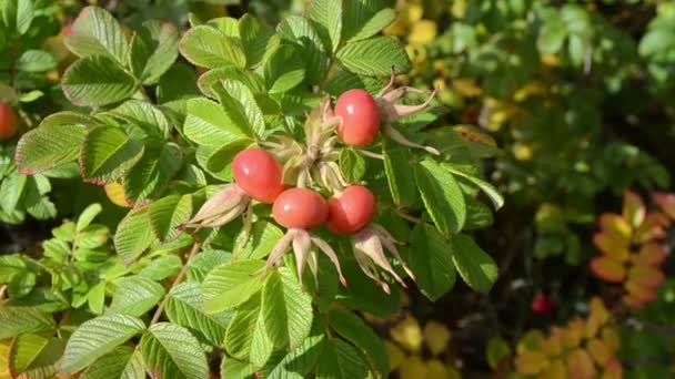 Hip rosehip branch wind — Wideo stockowe