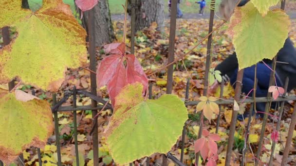 Mujer recoger hoja de otoño — Vídeos de Stock