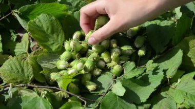 Hand collect hazel nut