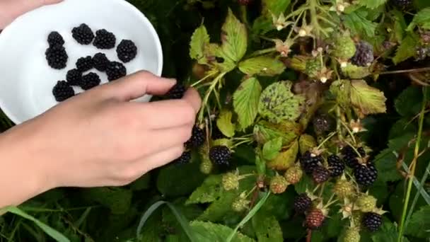 Kvinnliga blackberry berry — Stockvideo