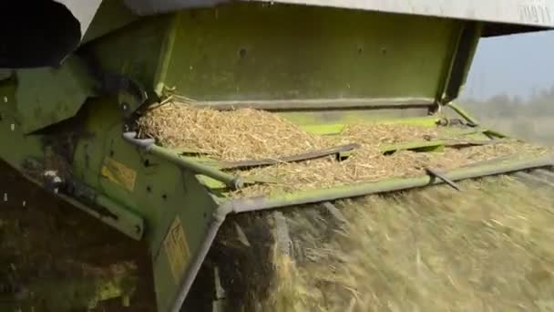 Combine harvest wheat — Stock Video