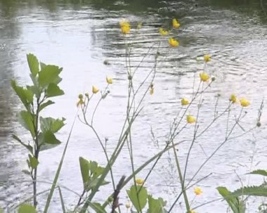 vahşi çayır çiçek ve akan nehir. doğal görünüm.