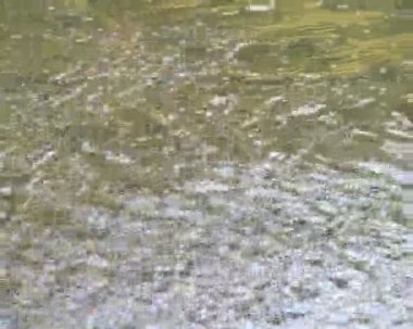 yoğun bitki örtüsü ile çevrili vahşi orman akarsu.