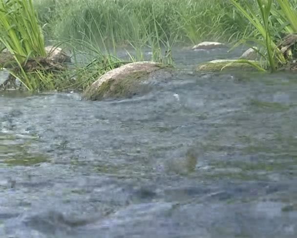 Primer plano del fuerte flujo de agua entre las rocas. fragmento de corriente . — Vídeo de stock