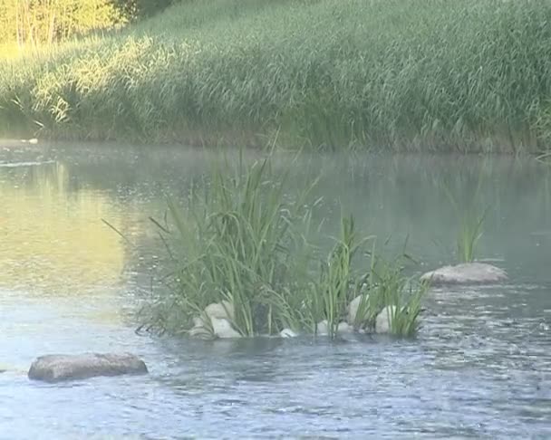 Primer plano del fuerte flujo de agua entre las rocas. fragmento de corriente . — Vídeos de Stock