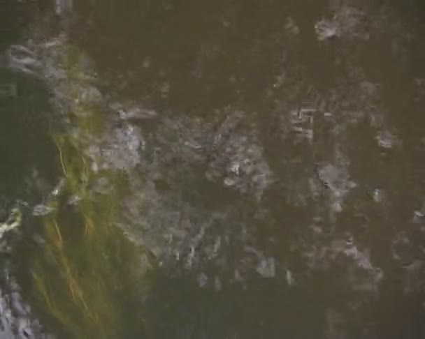 Closeup of flowing river or stream fragment. underwater flora. — Stock Video