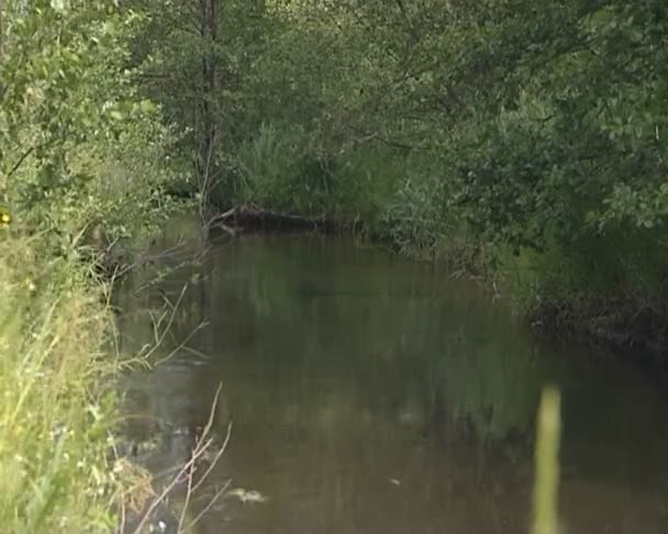 Wild forest stream surrounded by dense vegetation. — Stock Video