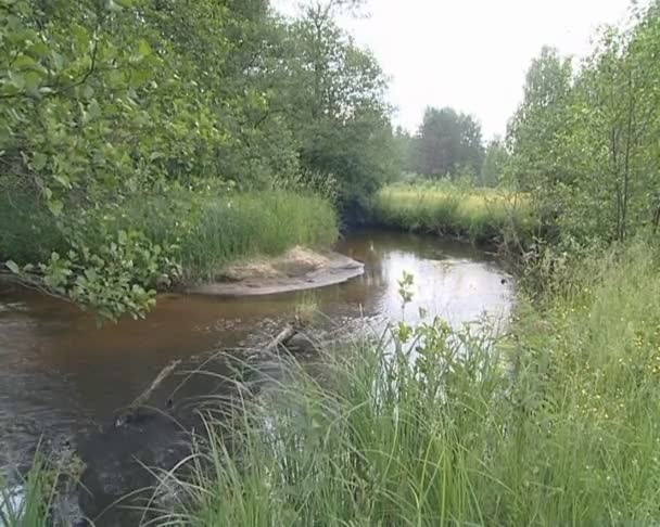Erdei patak körül sűrű növényzet. — Stock videók