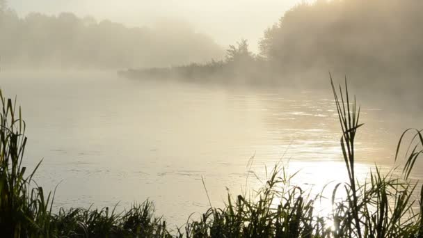 Niebla de agua del río Sunrise — Vídeo de stock