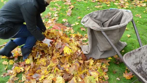 Mujer carga carretilla hojas — Vídeos de Stock