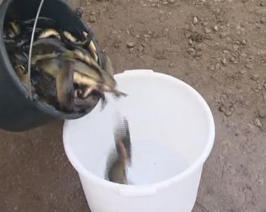 Kadife balığı balık tartılır kova. Balık doğurmak sanayi.