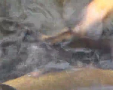 balığı balık plastik kova içinde closeup. cins.