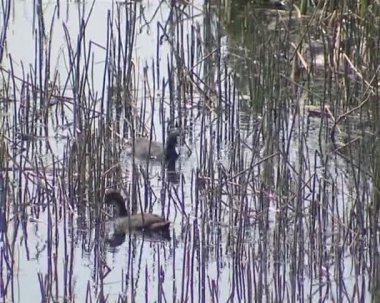 su yüzme ve yemek sazlık arasında arama kuşlar.