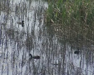 su yüzme ve yemek sazlık arasında arama kuşlar.