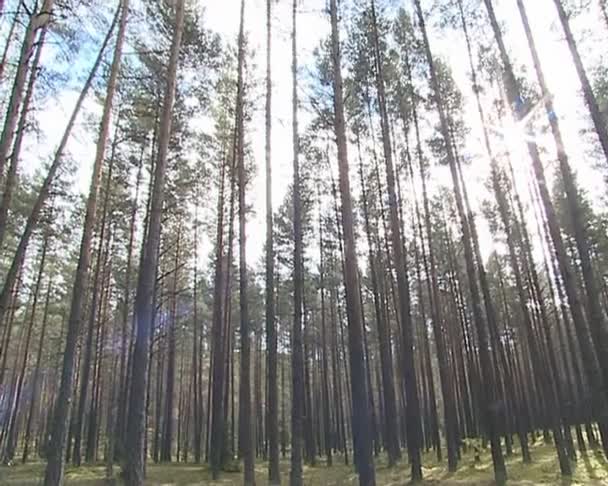 Fragment de forêt de pins et d'épinettes. arbre de Noël et pins hauts . — Video