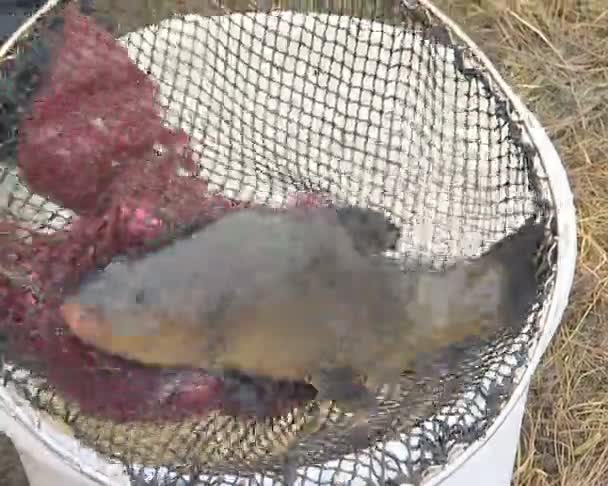 La mano umana con i guanti rossi prende il pesce dentice . — Video Stock