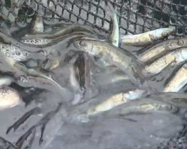 Риболовля виснажилася з води. порода риби — стокове відео