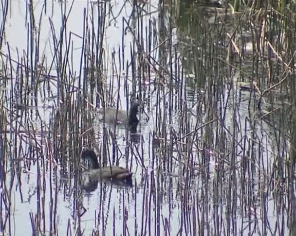 Gli uccelli acquatici nuotano e cercano cibo tra le canne . — Video Stock