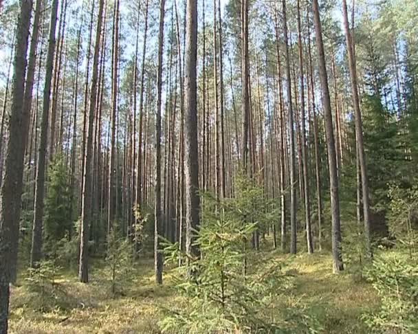 Fragmento de floresta de pinheiro e abeto. árvore de natal e pinheiros altos . — Vídeo de Stock