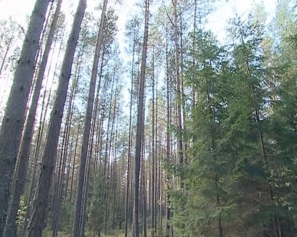 Fragmento de floresta de pinheiro e abeto. árvore de natal e pinheiros altos . — Vídeo de Stock