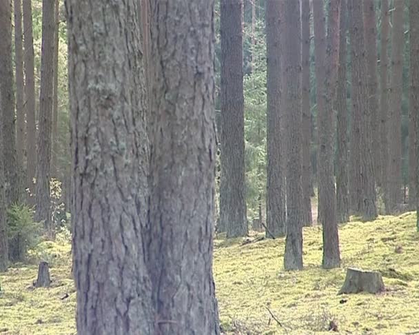 Fragmento de floresta de pinheiro e abeto. árvore de natal e pinheiros altos . — Vídeo de Stock