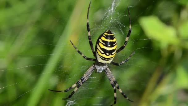 Çayır örümcek web sis — Stok video