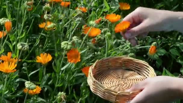 Caléndula flor caléndula — Vídeos de Stock