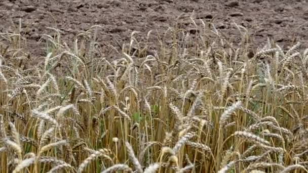Zralé pšenice zoraného pole — Stock video