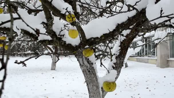 Apple gyümölcs fa hó — Stock videók
