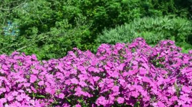 sabun köpüğü kırmızı çiçekler