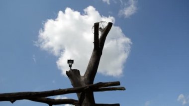 ağaç gövde gök kapısı