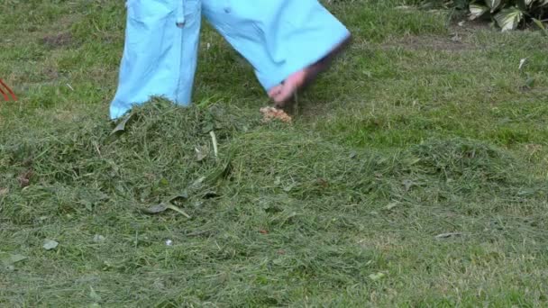 Mujer rastrillo césped hierba — Vídeos de Stock