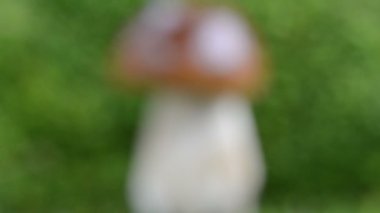 Boletus mantar moss