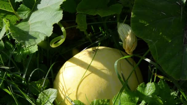 Rocío vegetal de calabaza — Vídeos de Stock