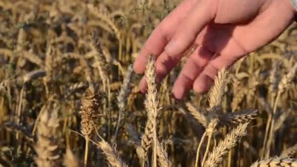 Weizen vergrößern Werkzeug schließen — Stockvideo