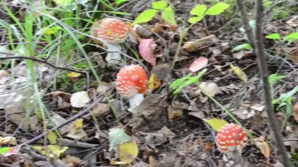 Veneno rojo mosca agárica — Vídeo de stock