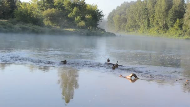 Duck fog river water — Stock Video