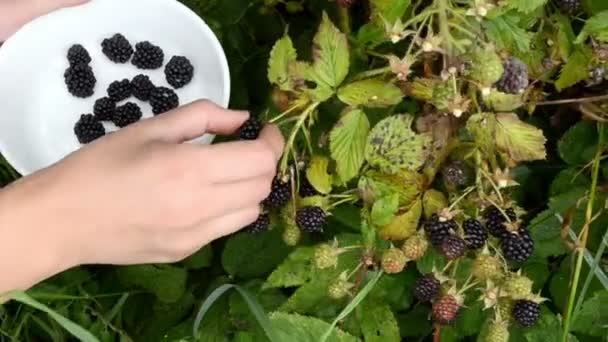 Žena blackberry berry — Stock video