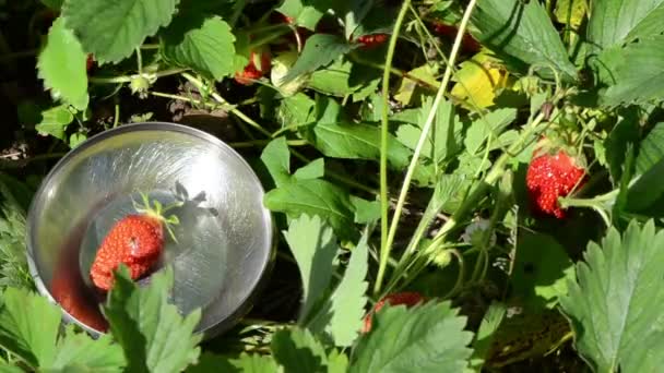Χέρι ανάκαμψη φράουλα πιάτο — Αρχείο Βίντεο