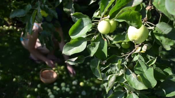 Elma toplamak kadın sutyen — Stok video