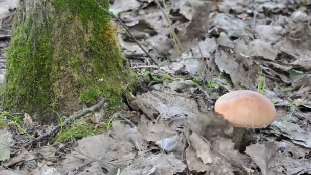 Capota vermelha musgo cogumelo — Vídeo de Stock