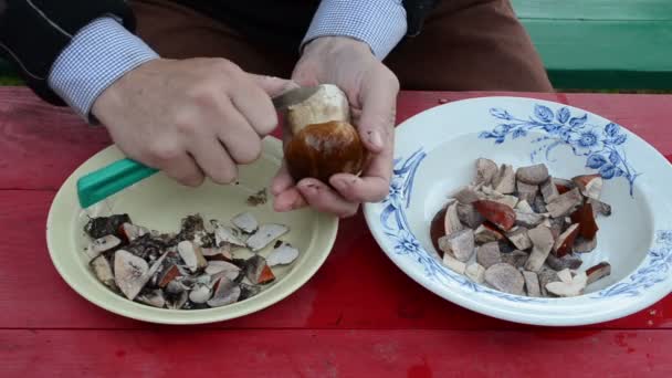 Cep clean mushroom — Stock Video