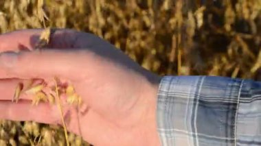 closeup yulaf Büyüt aracı